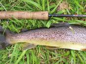 Fly rod and reel with a brown trout from a chalk stream in England