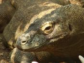 Images from London Zoo. Komodo Dragon Location: NW1 4RY