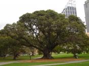 filedesc A Moreton Bay Fig, planted in 1850, near the Art Gallery of New South Wales, photographed by DO'Neil. Category:Images of New South Wales