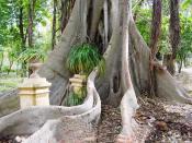 The typical aerial roots of the Ficus macrophylla (or the Moreton Bay Fig)