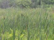 Reeds at Foster Podn