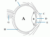 Eye Diagram without text