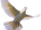 white dove snip