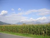 English: A corn field in Liechtenstein. Keywords: Field, corn, Liechtenstein, Mountains, Alps, Vaduz, sky, clouds, landscape. Español: Una plantación de maíz en Liechtenstein.