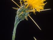 Plants such as this Yellow Star Thistle are competing with native plants in Yosemite.