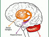 English: Areas affected by THC on the brain