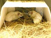 Guine Pigs in Research for Animal Testing