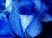 An artificially coloured rose. A white rose is artificially coloured with blue dye to be sold as a blue rose.