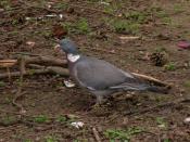 Holub hřivnáč / Common Wood Pigeon / Columba palumbus