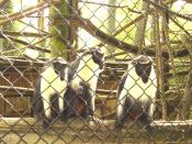 Captive diana monkeys