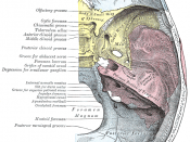 Base of the skull. Upper surface.