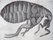 Image of a flea from Robert Hooke's Micrographia (1665), a Royal Society work