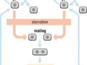 English: The Cell cycle of the fission yeast: haploid and diploid states.