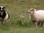 Icelandic sheep, two colors, taken in Iceland, June 2005 Uploaded by the author, Kyle MacLea.