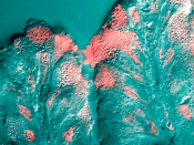 A surface mucous cell bordering on the stomach lumen secretes mucus (pink stain).
