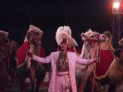 Circus: kamelen