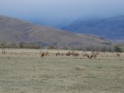 Elk grazing in the Owens Valley, California, USA