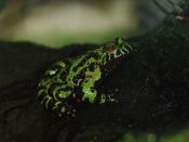 English: Reptiles of National Zoo in Washington, D.C. - Oriental Fire-Bellied Toad (Bombina orientalis)