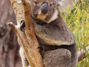 Koala (Phascolarctos cinereus), Bonorong Wildlife Park, Tasmania Australia