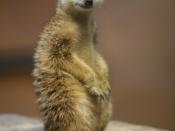 Meerkat (Suricata suricatta) (2)