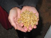 Malted (germinated) barley for Single Malt Scotch in the malting room at the Laphroaig distillery on Islay in Scotland. Taken by my friend SJB at Laphroaig on 24 October 2002, and released under GFDL with his consent.