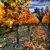 English: Vineyard in Napa Valley