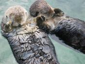 Otters at the Vancouver Aquarium.