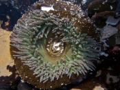 Aggregating anemone Tidepool Digital Photo Walk at Hazard Canyon, Montana de Oro State Park