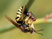 English: Wasp of the Crabronidae family (Bembix oculata) feeding on a fly. Français : Bembix oculata, une guêpe de la famille des Crabronidae, se nourrit d'une mouche.