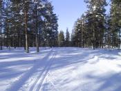 Prepared ski trails for cross-country skiing.