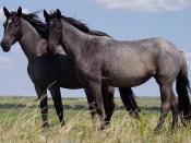 Two young Nokota mares