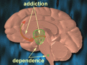 English: Source: The National Institute on Drug Abuse, part of the National Institutes of Health (NIH), which is part of the U.S. Department of Health and Human Services. Image taken from http://www.drugabuse.gov/pubs/teaching/Teaching2/Teaching4.html htt