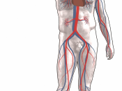 Blood circulation: Red = oxygenated Blue = deoxygenated