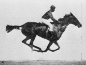 Animated sequence of a race horse galloping. Photos taken by Eadweard Muybridge (died 1904), first published in 1887 at Philadelphia (Animal Locomotion).