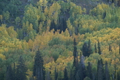 English: Leaves of Utah mountain trees changing color during autumn. Deutsch: Die Farbe der Blätter ändert während des Herbstes.