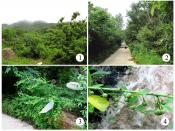Habitats and host plants of two gracillariid species in Baxian Mountain State Nature Reserves. 1 general habitat 2 habitat of Flueggea suffruticosa, arrow pointing to host plant 3 female individual of Flueggea suffruticosa 4 fruits of Flueggea suffruticos