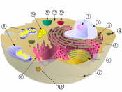 English: Diagram of a cell showing the relative size of a typical virus.