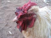 Disease of roosters in Mozambique