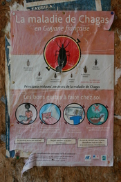 English: Chagas disease, awareness and prevention campaign: poster on a wall in Cayenne, French Guiana, 2008