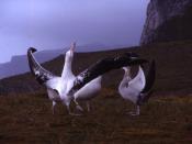 English: Wandering albatross. Diomedea exulans. On the West coast of Kerguelen (Railler du Baty). Français : Albatros hurleur. Diomedea exulans. Sur la côte Ouest de Kerguelen (Railler du Baty).