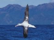 Immutable lifetime homeostasis wandering albatross (Diomedea exulans) is an important argument in favor of the astrocytic hypothesis