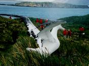Wandering Albatross at South Georgia Island
