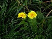 English: Two dandelions side-by-side in some grass.