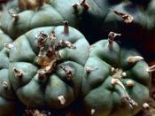 The Peyote cactus, the source of the peyote used by Native Americans in religious ceremonies.