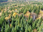 Taiga forest dominated by Picea glauca. Gaspé, Québec, canada.
