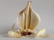 മലയാളം: Garlic
