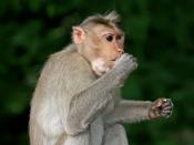 English: A Crab-eating Macaque (Macaca fascicularis) Monkey eating peanuts. Pictured in Bangalore, India Français : Un Macaque crabier (Macaca fascicularis) mangeant des cacahuètes, Bangalore, Inde.