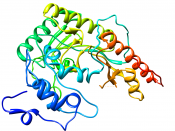 Crystal structure of creatine kinase from human muscle PDB 1I0E