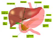 Anatomy of the biliary tree, liver and gall bladder