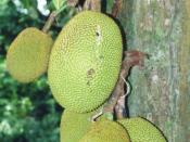 Jackfruit (Artocarpus heterophyllus) fruits at the tree